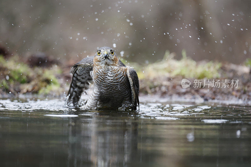 雀鹰(学名:Accipiter nisus